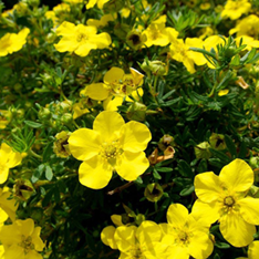             Potentilla fruticosa Goldstar 